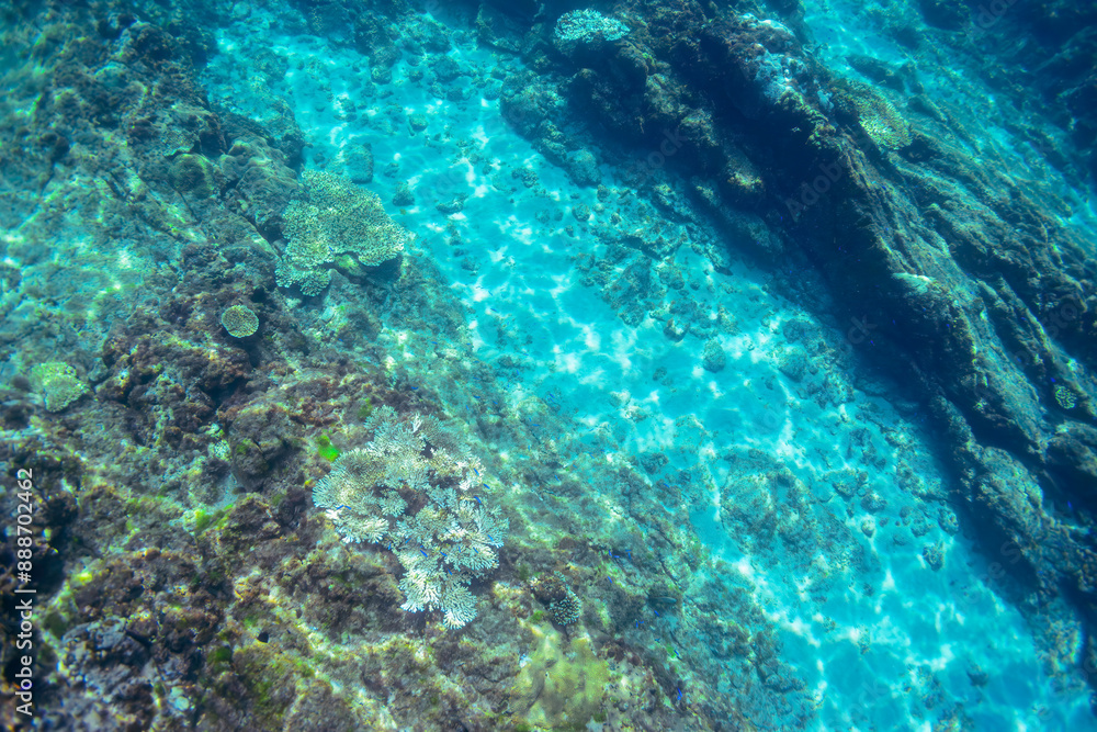 Fototapeta premium 素晴らしいサンゴ礁の美しい白い砂地の海底。東京都伊豆諸島式根島-2020年10月3日