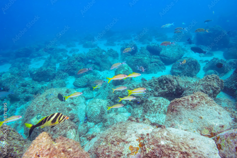 Fototapeta premium （タカノハダイ科）他 伊豆諸島式根島-2020年10月3日 Yellowfin goatfish (Mulloidichthys vanicolensis) Whitesaddle goatfish (Parupeneus ciliatus) Spotted Knifejaw (Oplegnathus punctatus) Redlip Morwong (Cheilodactylus zebra)