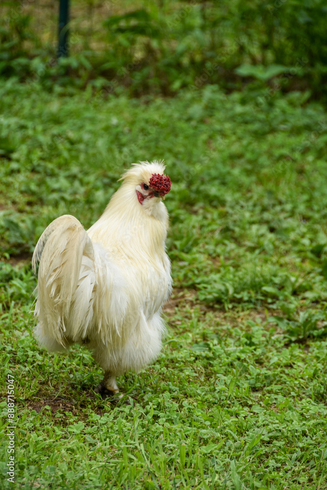 Fototapeta premium 庭を歩くウコッケイ