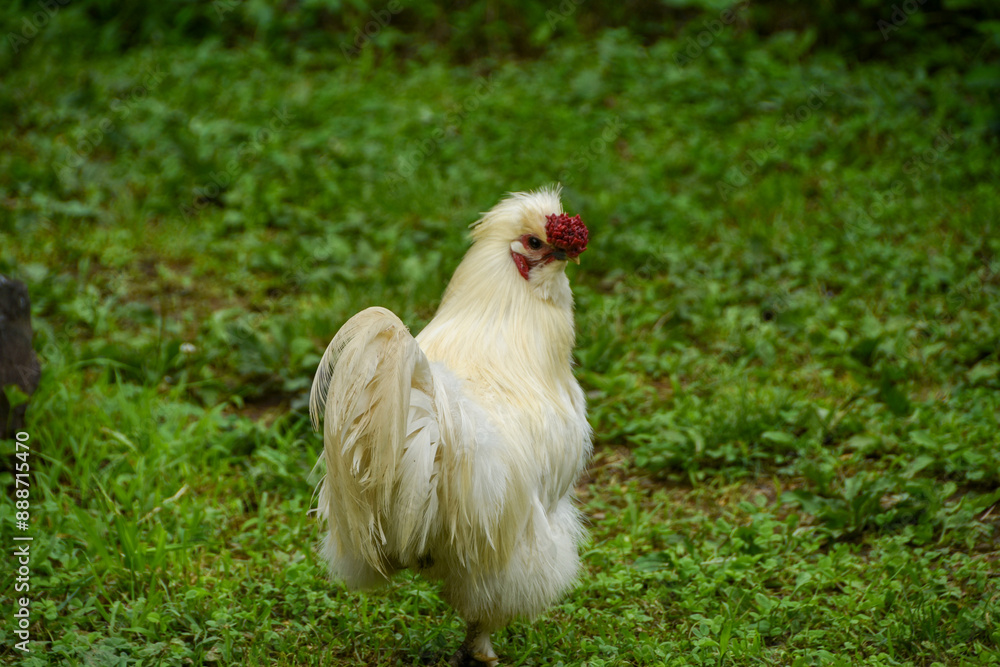 Fototapeta premium 庭を歩くウコッケイ