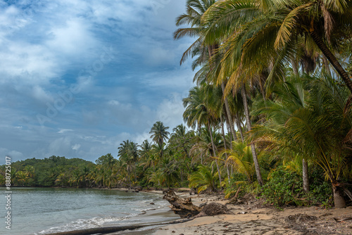 Obraz na płótnie Panoramic view of the beach of Boca del Drago, Bocas del Toro, Panama w salonie