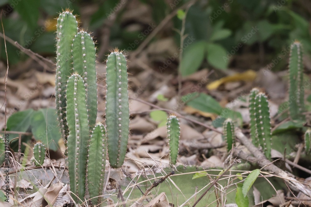 Close-up shot of green thorny cactus in a beautiful tropical forest, selectable focus. Close-up shot of green thorny cactus in a beautiful tropical forest, selectable focus.