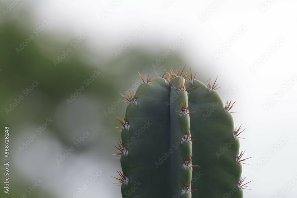 Close-up shot of green thorny cactus in a beautiful tropical forest, selectable focus. Close-up shot of green thorny cactus in a beautiful tropical forest, selectable focus.
