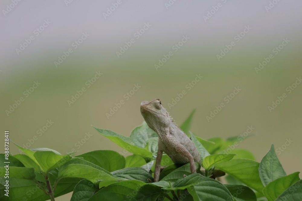 Thai chameleon on natural green background. Thai chameleon on natural green background.