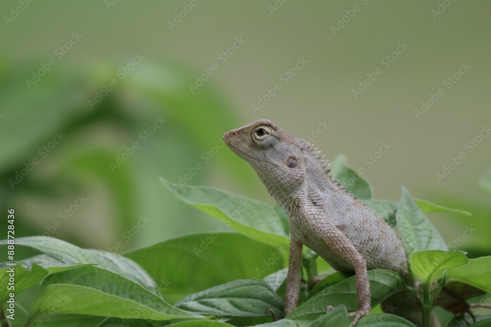Fototapeta premium Thai chameleon on natural green background.