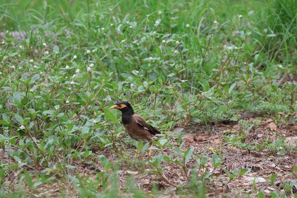 Fototapeta premium Beautiful common myna or Indian myna (Acridotheres tristis) walking on green grass in summer.