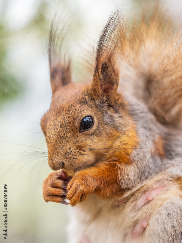 The squirrel with nut sits on a branches in the spring or summer.
