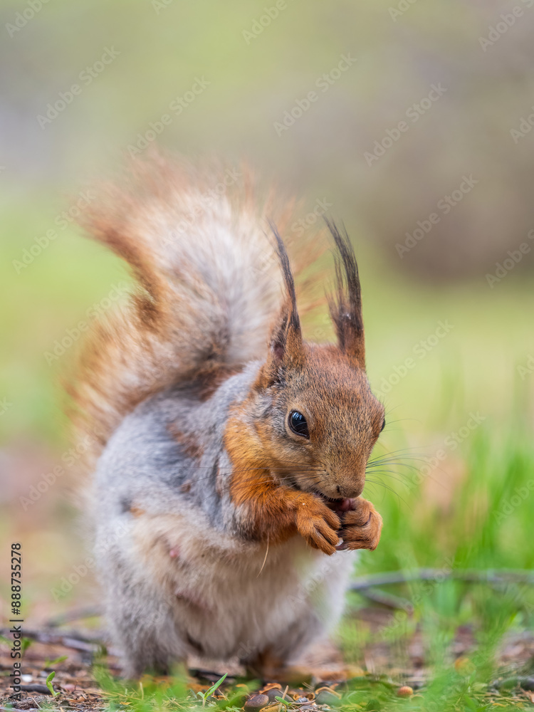 Squirrel eats a nut while sitting in green grass. Eurasian red squirrel, Sciurus vulgaris Squirrel eats a nut while sitting in green grass. Eurasian red squirrel, Sciurus vulgaris