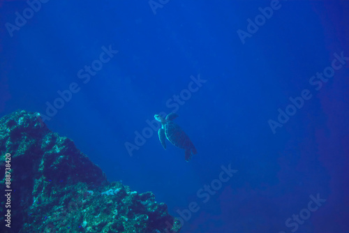 ゆったり泳ぐ美しく大きなアオウミガメ（ウミガメ科）。東京都伊豆諸島式根島-2020年10月3日A beautiful, large Green sea turtle (Chelonia mydas) swims leisurely. 