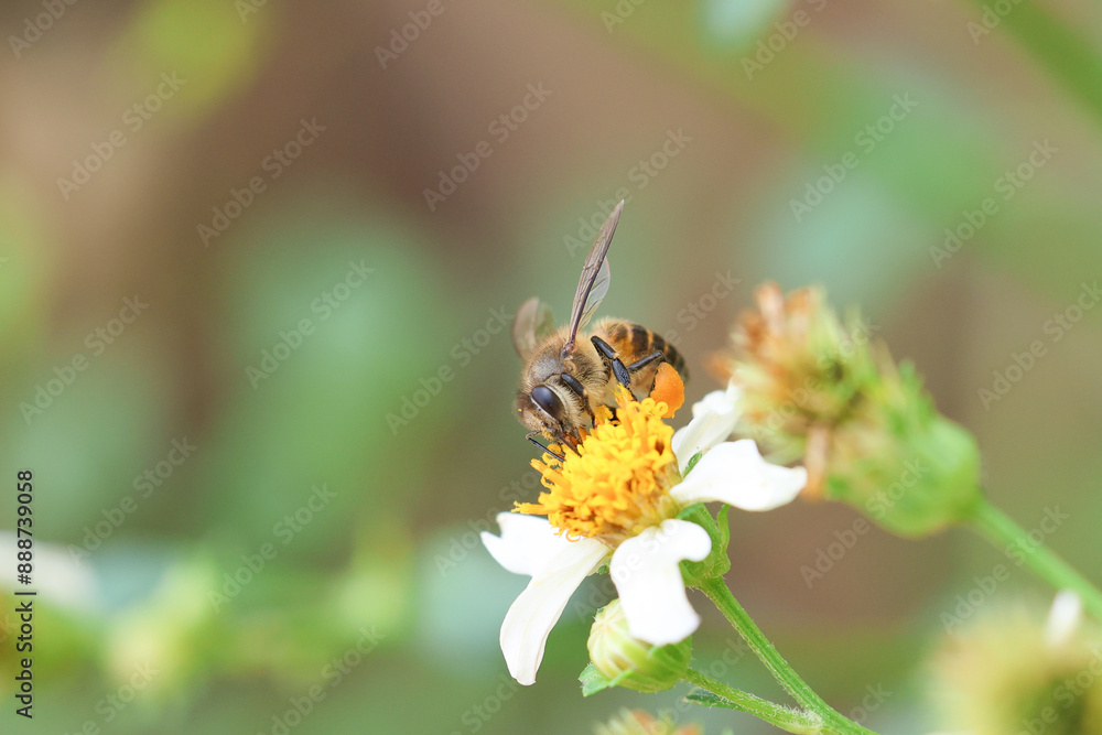 Worker bees are searching for nectar in wild flowers makes the pollen of flowers stick to the body. and helps in pollinating Worker bees are searching for nectar in wild flowers makes the pollen of flowers stick to the body. and helps in pollinating