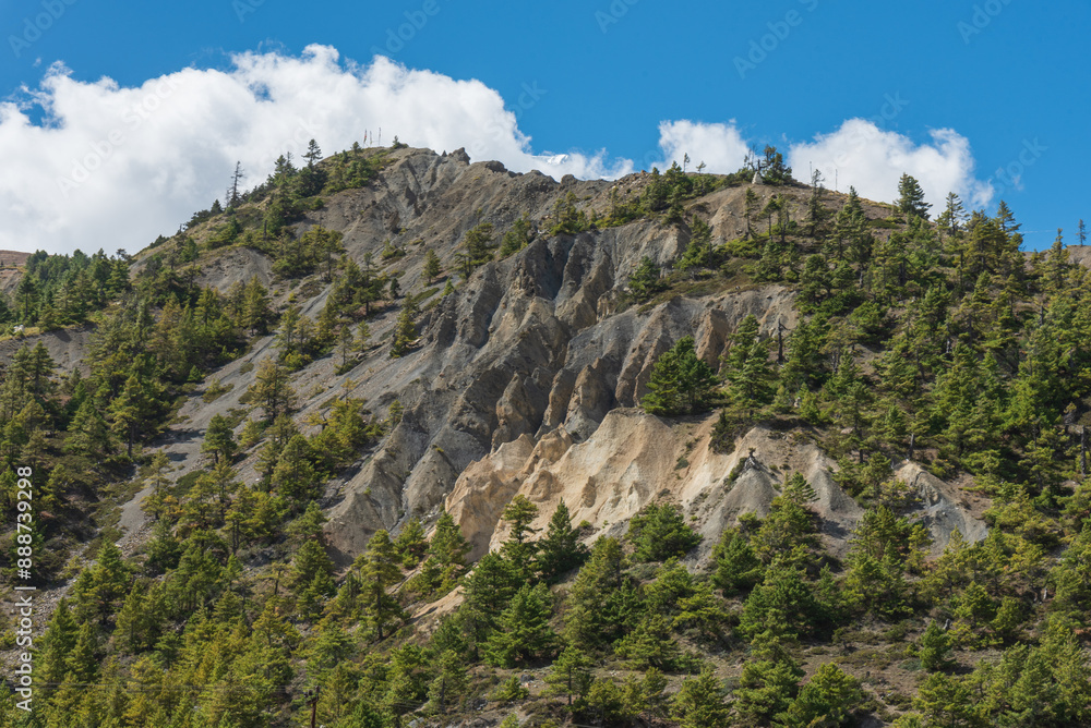 Green pine tree forest in the Himalayas with cloudy blue sky. Beautiful temperate forest in the mountains. Green pine tree forest in the Himalayas with cloudy blue sky. Beautiful temperate forest in the mountains.
