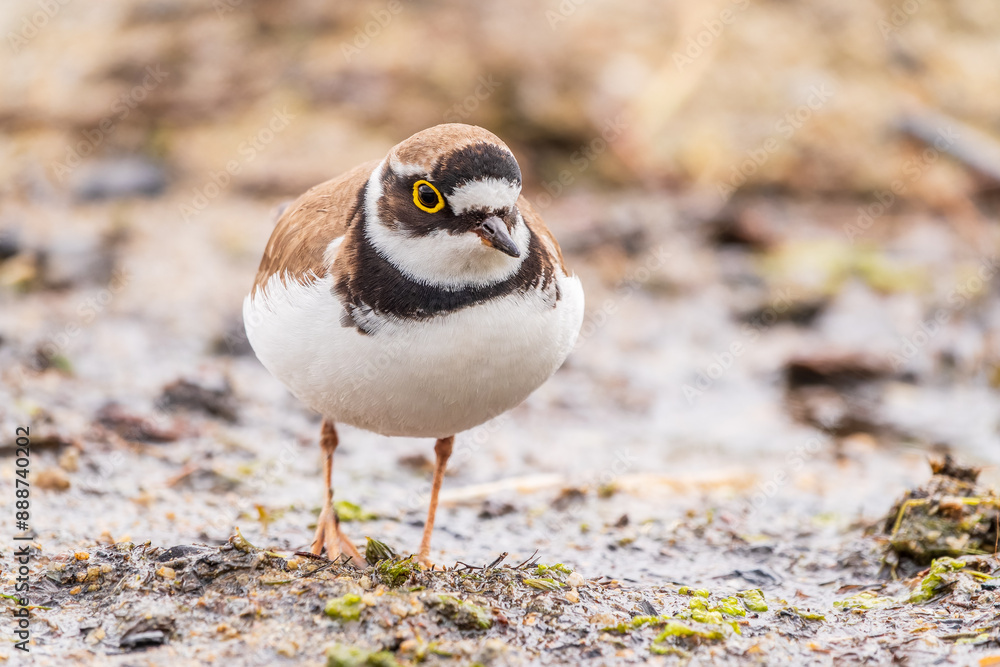 Little ringed plover (Charadrius dubius), bird standing on the lake shore Little ringed plover (Charadrius dubius), bird standing on the lake shore