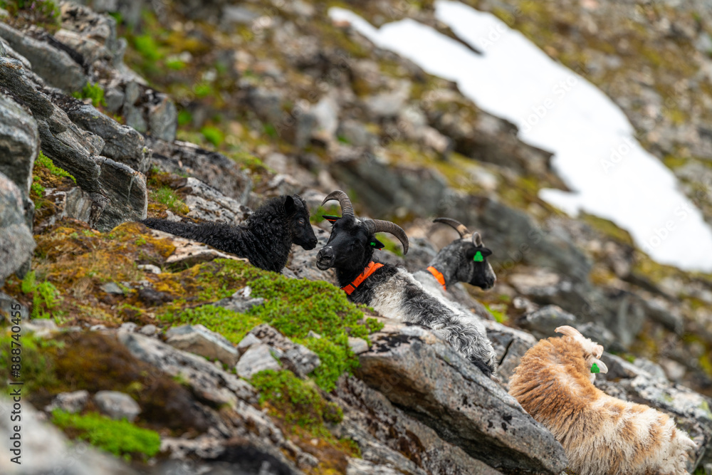 sheeps on the Romsdalseggen trail in the mountains of Andalsnes Norway in summer fog sheeps on the Romsdalseggen trail in the mountains of Andalsnes Norway in summer fog
