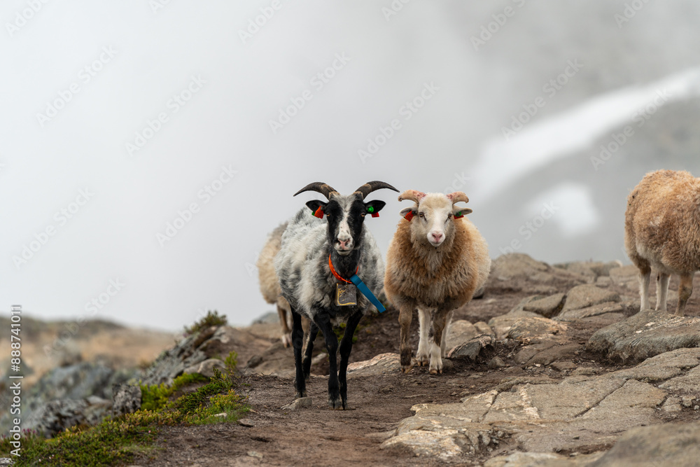 Fototapeta premium sheeps on the Romsdalseggen trail in the mountains of Andalsnes Norway in summer fog