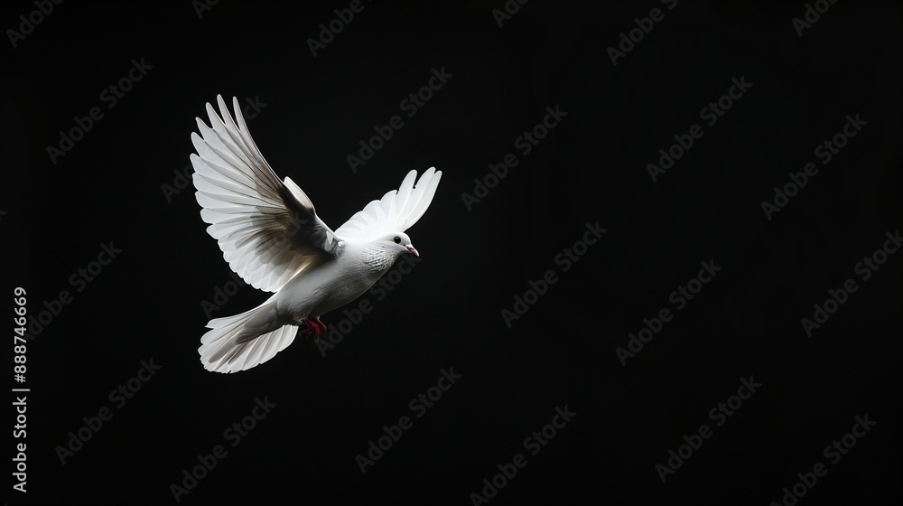 Obraz premium White Dove flying, isolated on black background