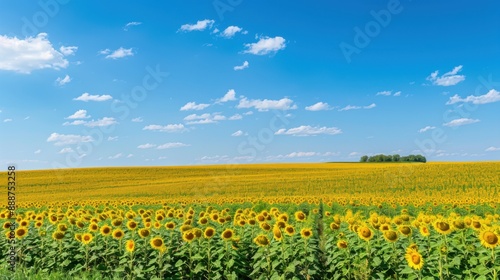 A vibrant sunflower field under a clear blue sky, showcasing a beautiful summer landscape perfect for nature lovers and outdoor enthusiasts.
