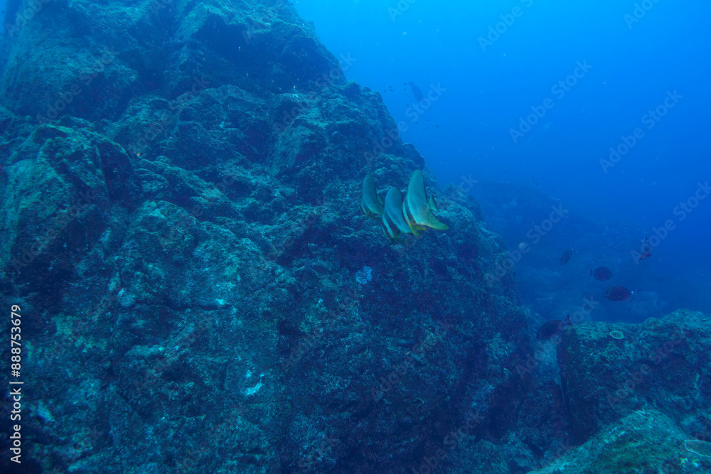 大きく美しいツバメウオ(ツバメウオ属)他の群れ。
東京都伊豆諸島式根島-2020年10月3日
A school of large, beautiful Longfin Batfish (Platax teira) and others.
大きく美しいツバメウオ(ツバメウオ属)他の群れ。
東京都伊豆諸島式根島-2020年10月3日
A school of large, beautiful Longfin Batfish (Platax teira) and others.