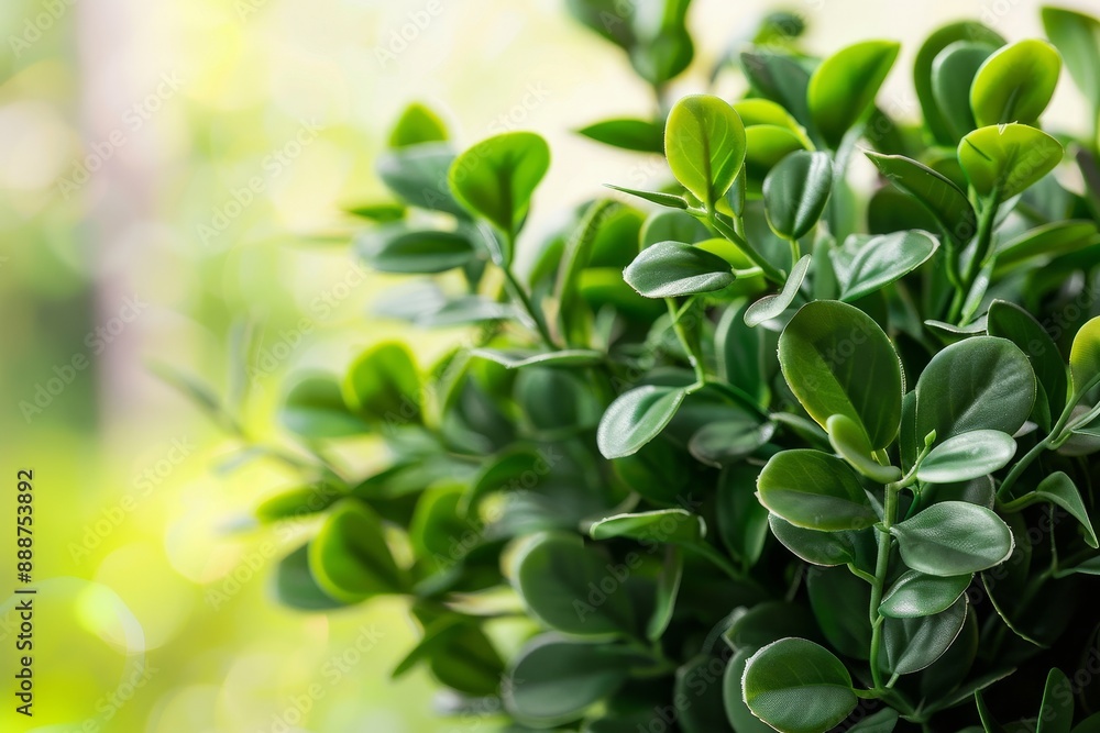 Plant made of boxwood Plant made of boxwood