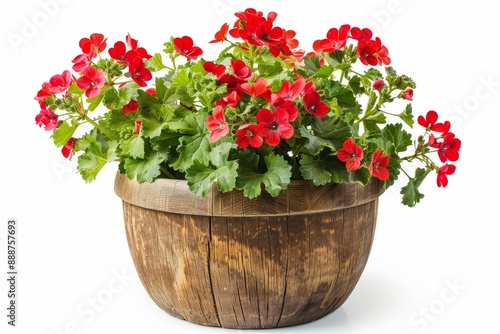 Red geranium flower in a large wooden pot isolated on white background