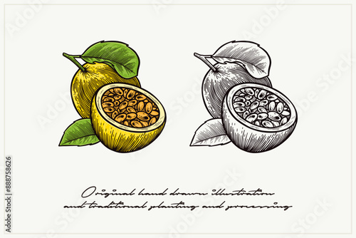 pair of passion fruit illustrations in engraving style