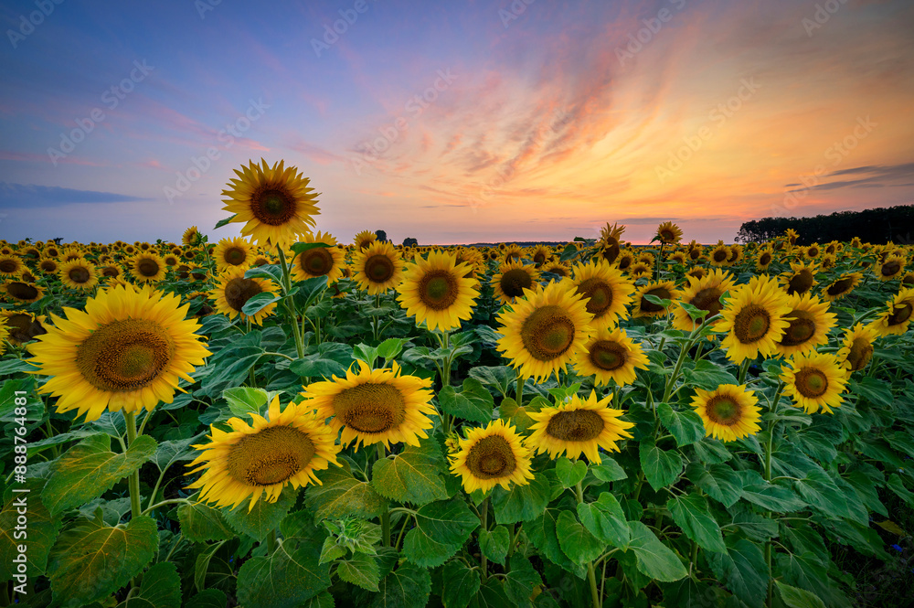 Obraz premium Beautiful sunset over sunflowers field