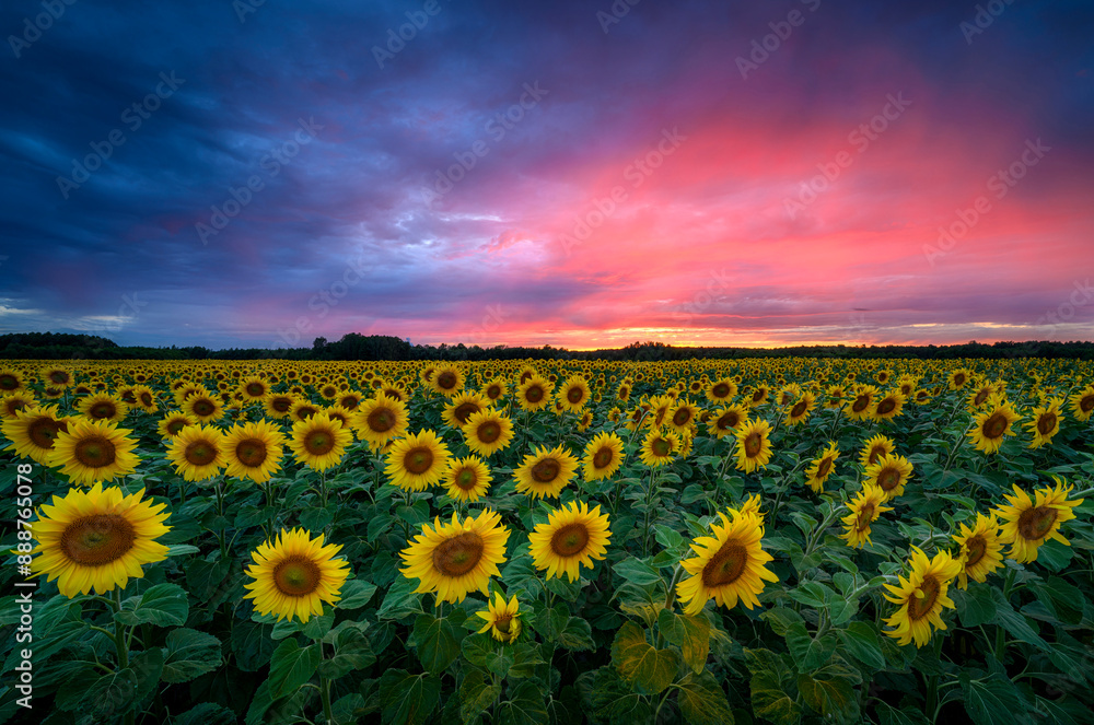 Fototapeta premium Beautiful sunset over sunflowers field