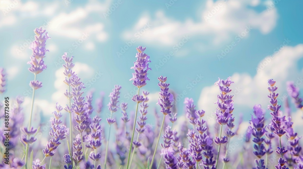 Naklejka premium Blooming lavender field under blue sky