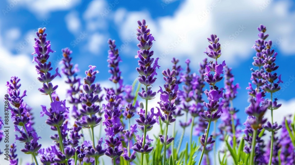 Naklejka premium Blooming lavender field under blue sky