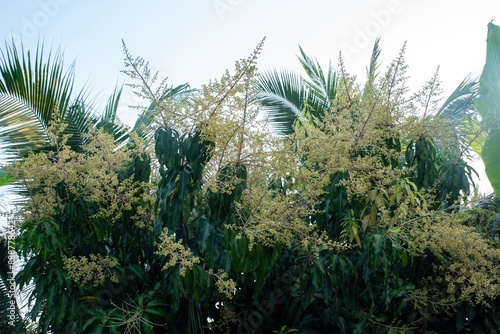 Green mango trees blooming in yellow bouquets against the sky. photo