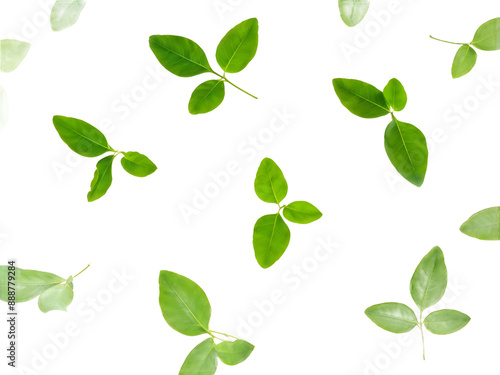 Flying green leaves isolated on transparent background.
