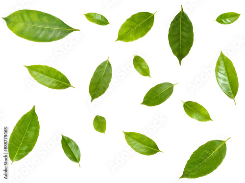 Flying green leaves isolated on transparent background. 