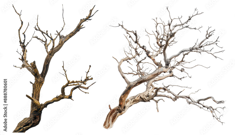 dry branch tree isolated on a transparent background dry branch tree isolated on a transparent background