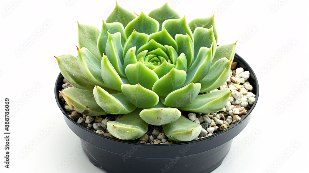 a green plant in a pot a green plant in a pot