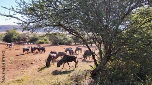 Wildlife Skyline At Rustenburg In North West South Africa. African Animals Landscape. Pilanesberg National Park. Rustenburg At North West South Africa. Big Five Animals. Wildlife Safari.