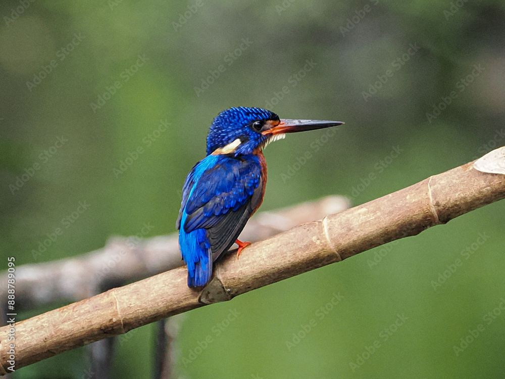 Fototapeta premium kingfisher on branch