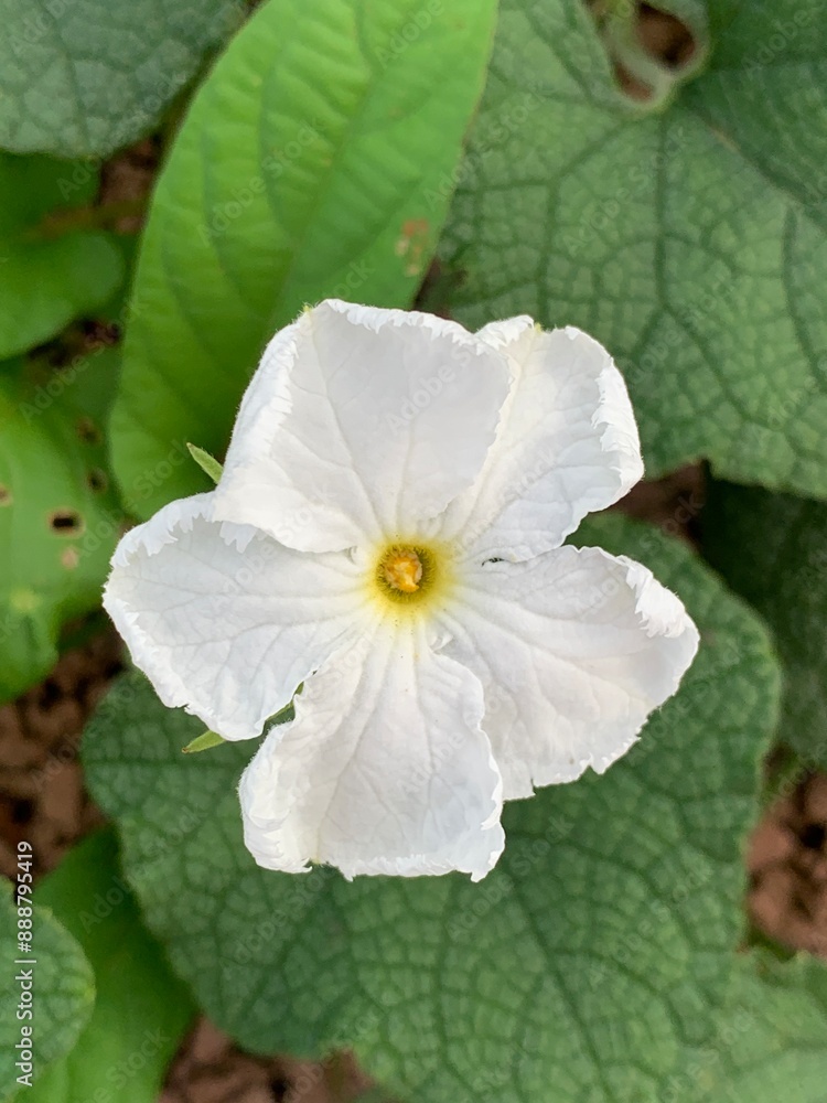 Obraz premium Flower | Coccinia grandis flower, Bryonia lacinosa flower white, flower white in Laos