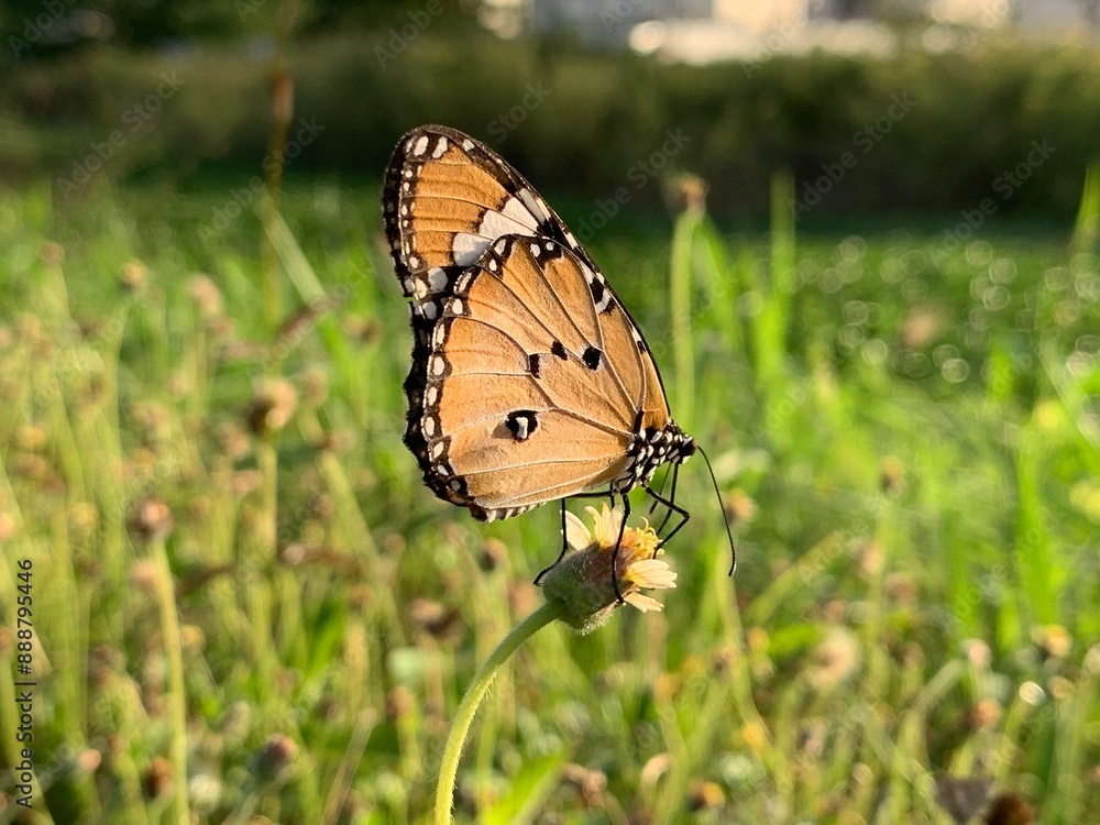 Naklejka premium Butterfly_Orange butterfly perched on a flower in the evening There is a natural background, insect, image, butterfly