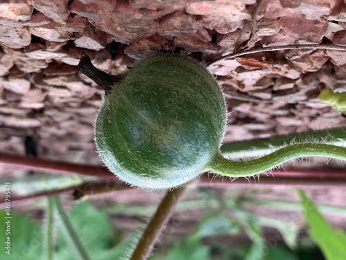 Bryonia laciniosa, ryonia laciniosa in Laos, in Asia, fruit green, phon la mai, mark mai photo