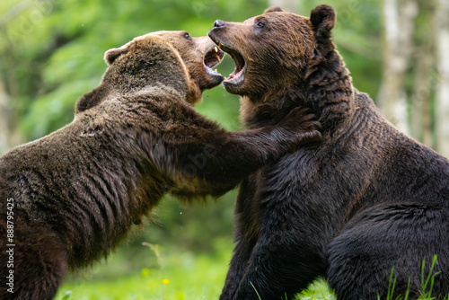 Brown bears fighting in the forest