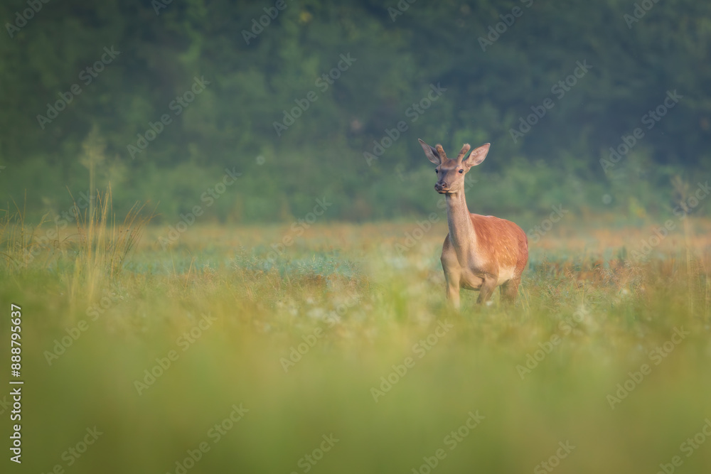 Red deer (Cervus elaphus) standing alert in green forest clearing, soft spring light, detailed fur, natural habitat, peaceful wildlife scene, grazing, vertical composition, blurred background. Red deer (Cervus elaphus) standing alert in green forest clearing, soft spring light, detailed fur, natural habitat, peaceful wildlife scene, grazing, vertical composition, blurred background.