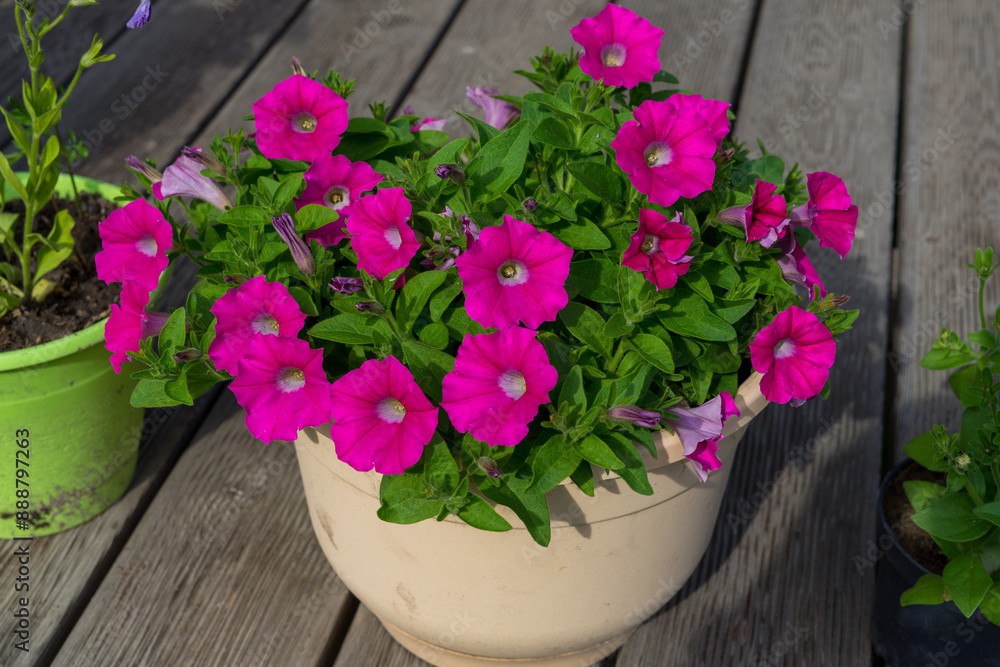 Pink petunia flowers in a pot on a wooden flooring Pink petunia flowers in a pot on a wooden flooring