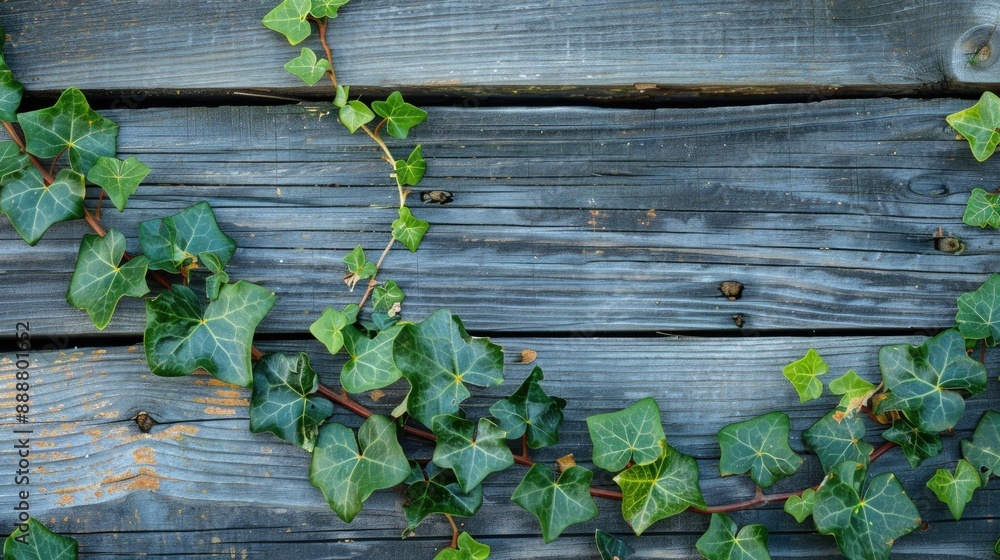 Overgrown ivy on aged wood plank Overgrown ivy on aged wood plank