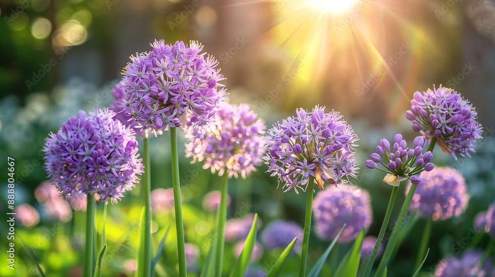 Flowering onion with violet blossoms in a springtime garden. Flowering onion with violet blossoms in a springtime garden.