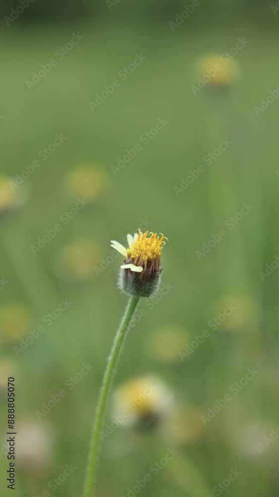 Nature background Nature background