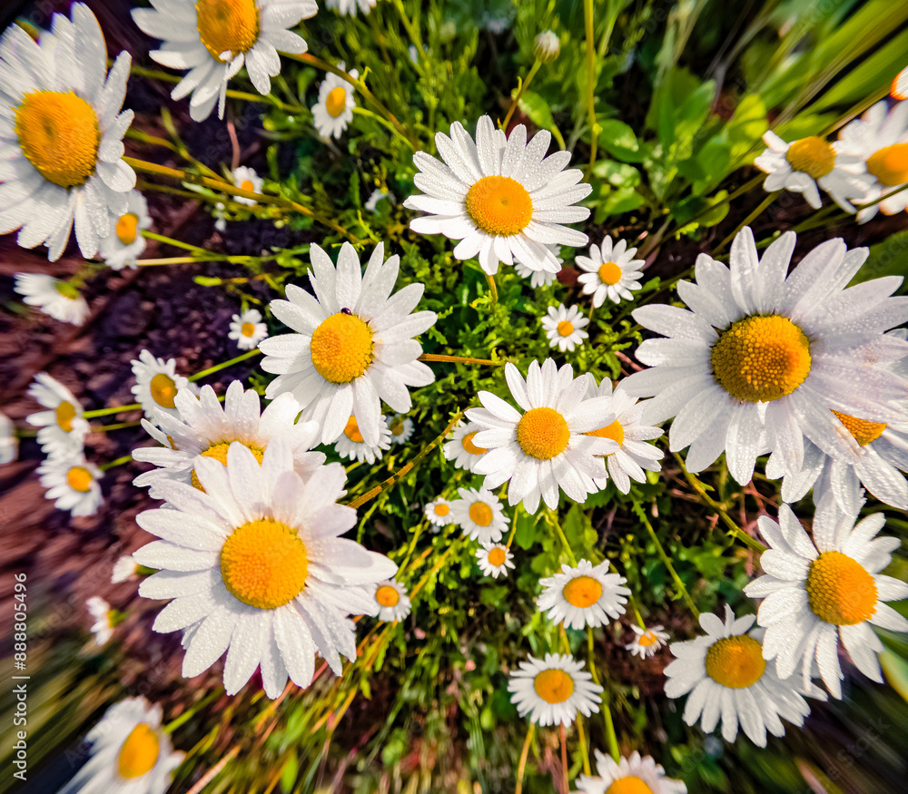 Obraz premium Blooming of chamomile flowers with morning dew. Spring in botanical garden in May with Asteraceae family plants. Daisies, Dox-eye, Common daisy, Dog daisy, Moon daisy. Anamorphic macro photography.