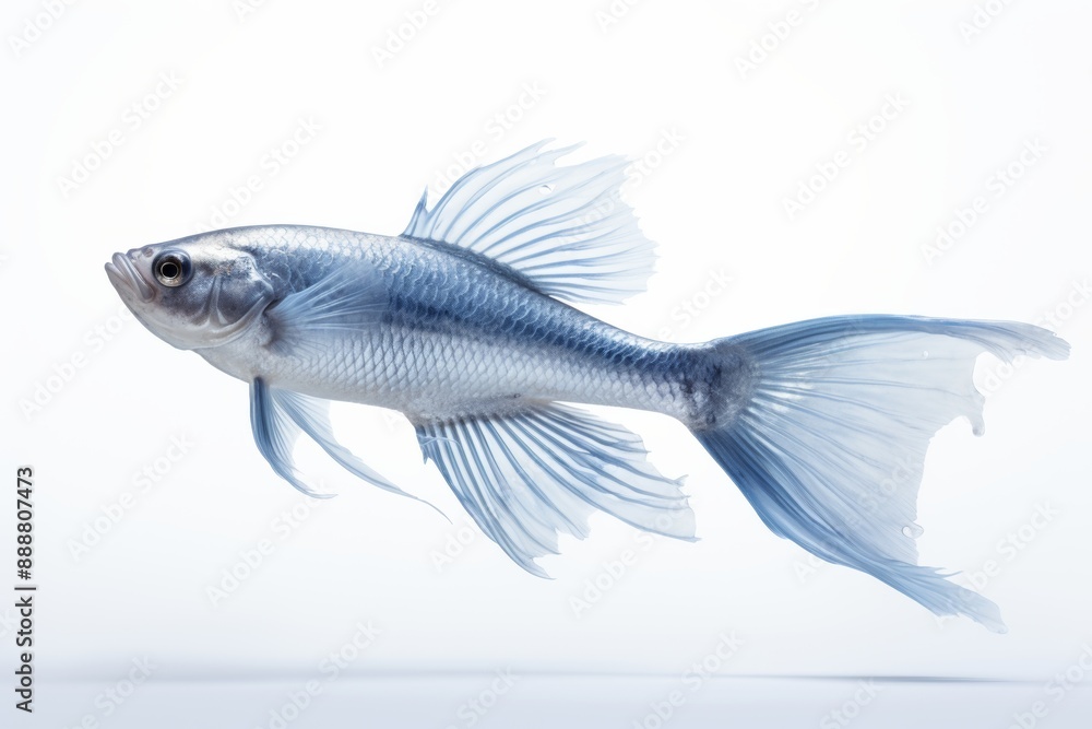 blue fish with flowing fins swims gracefully against a white background, highlighting its delicate and intricate features in a minimalist style blue fish with flowing fins swims gracefully against a white background, highlighting its delicate and intricate features in a minimalist style