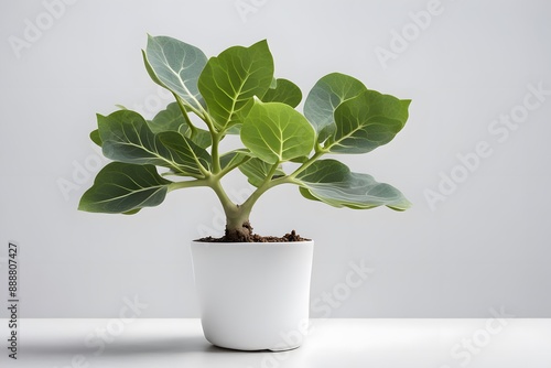 Bengal fig plant in white pot white background, AI Generated © Toseef