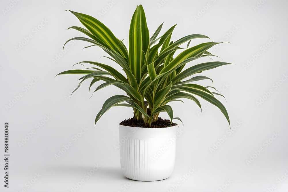 Dracaena cintho multi stem plant in white pot white background, AI Generated Dracaena cintho multi stem plant in white pot white background, AI Generated