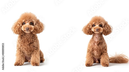 Small red poodle before and after grooming on white background