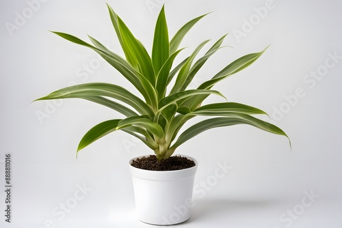 Dracaena fragrans janet lind plant in pot white background, AI Generated
